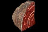 Polished Snakeskin Jasper Section ( lbs) - Western Australia #95209-2